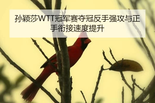 孙颖莎WTT冠军赛夺冠反手强攻与正手衔接速度提升